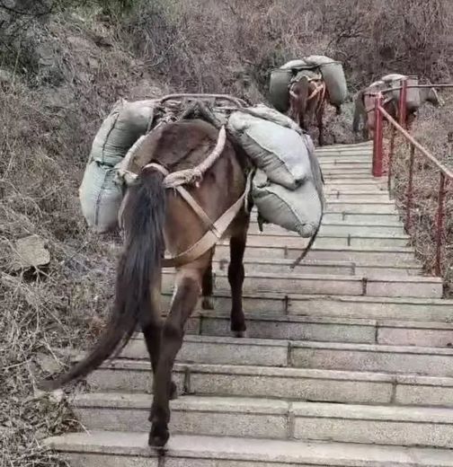 枣庄骡马运输