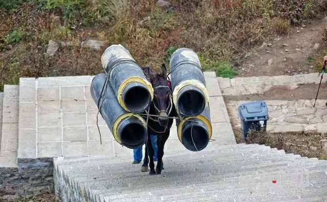 枣庄马帮运输